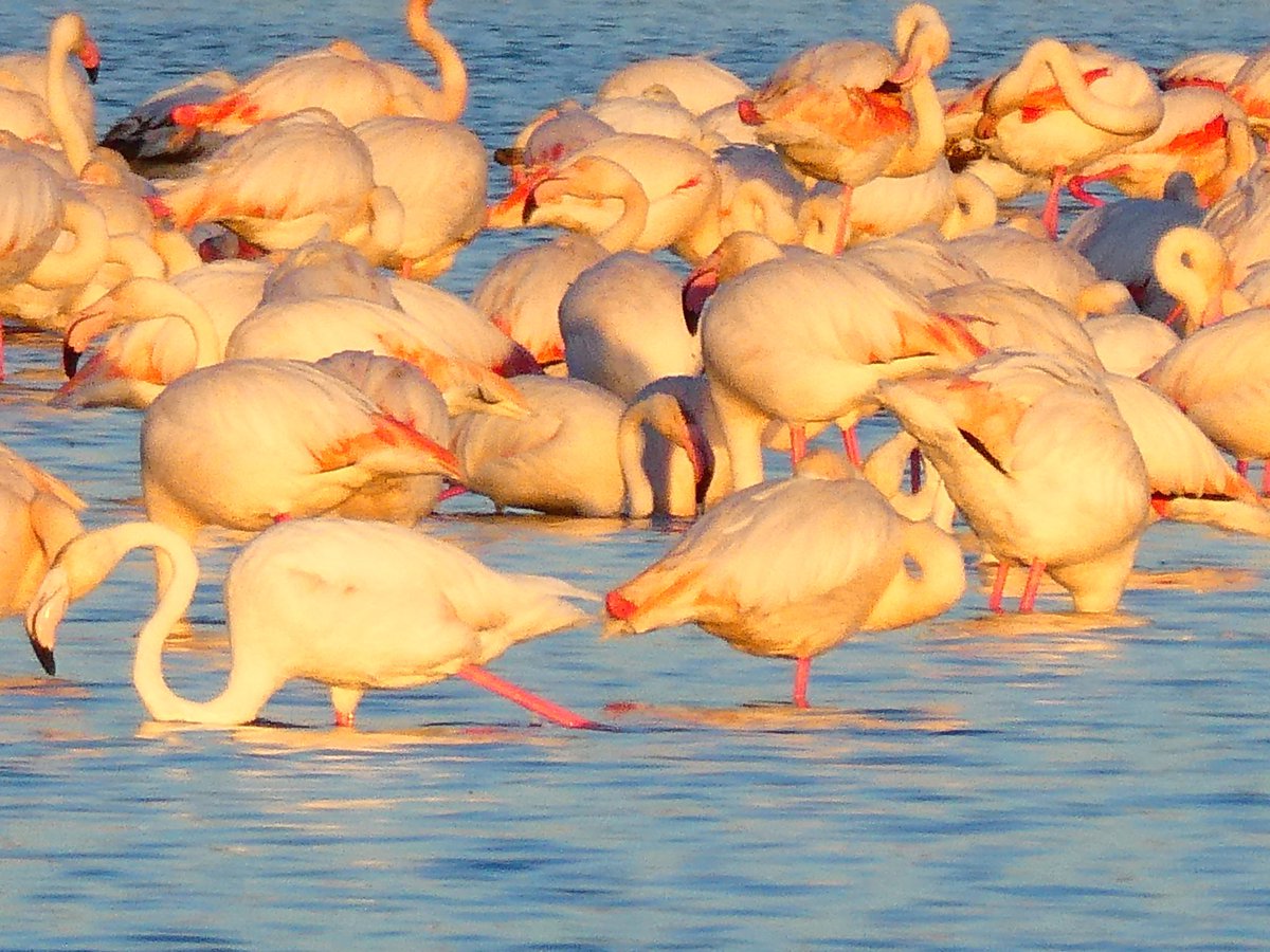 xusvalencia's tweet photo. La naturaleza es maravillosa 🦩 🦩
📸 29/1/23 #flamencos 💗💗💗
#Valencia @apuntoratge #Albufera https://t.co/hKnf331P6M