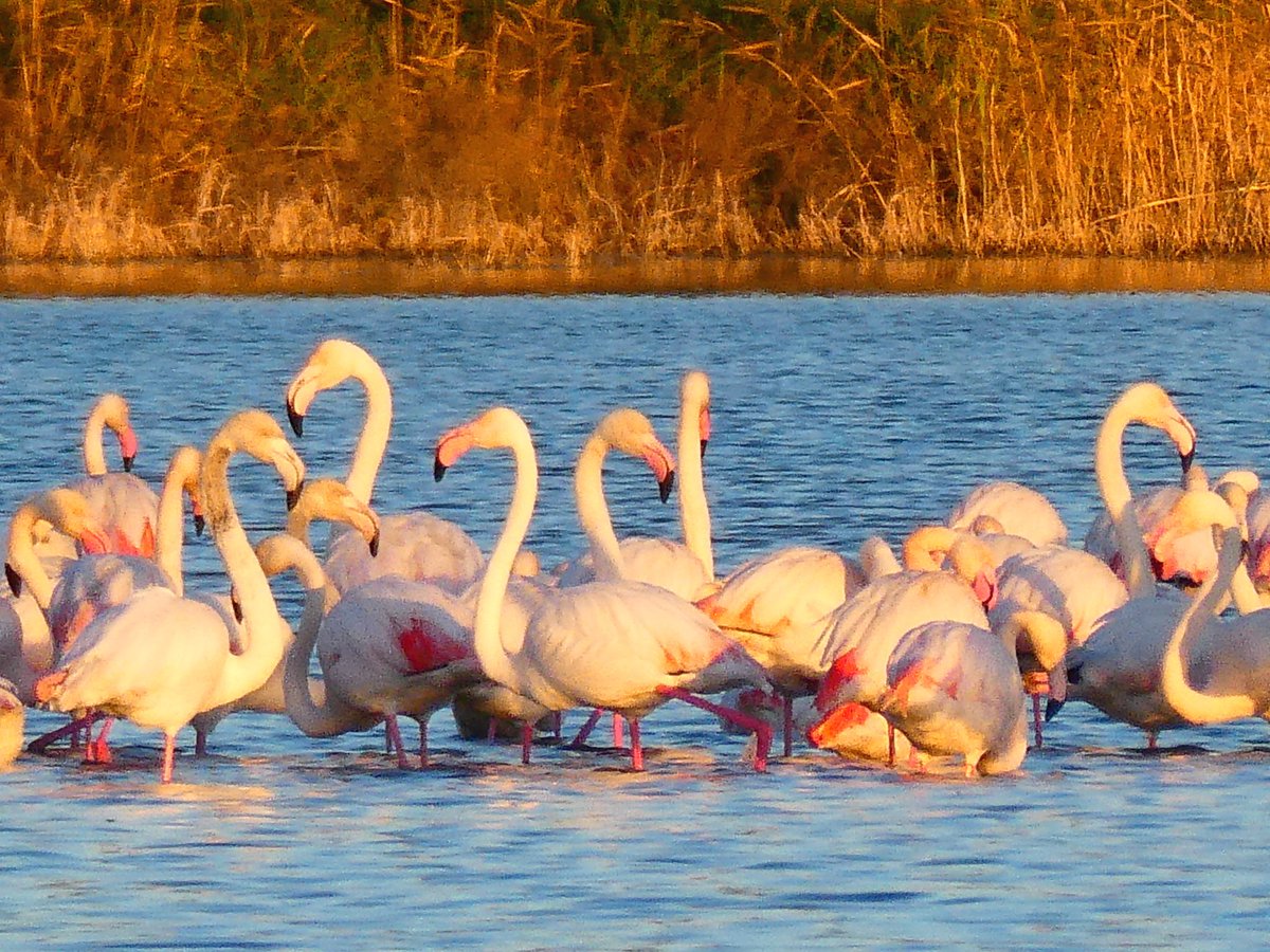 xusvalencia's tweet photo. La naturaleza es maravillosa 🦩 🦩
📸 29/1/23 #flamencos 💗💗💗
#Valencia @apuntoratge #Albufera https://t.co/hKnf331P6M