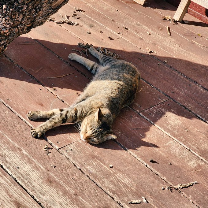 離島のカフェネコチャンがいっぱいいて天国 