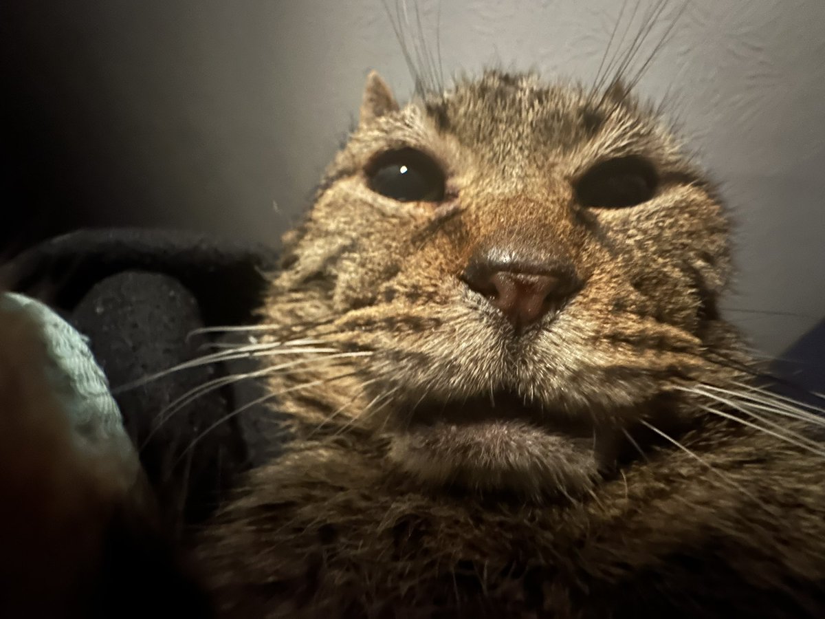 grtrox's tweet photo. got any games on your phone https://t.co/pUKPDqNGTY