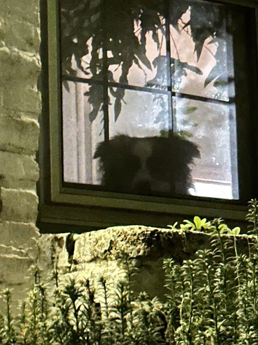 It’s a small thing, but I love so much coming home to this face in the window. Even if she is on the kitchen nook bench where she’s totally not supposed to be. Even if she did eat the bagel I was saving for tomorrow off the counter.