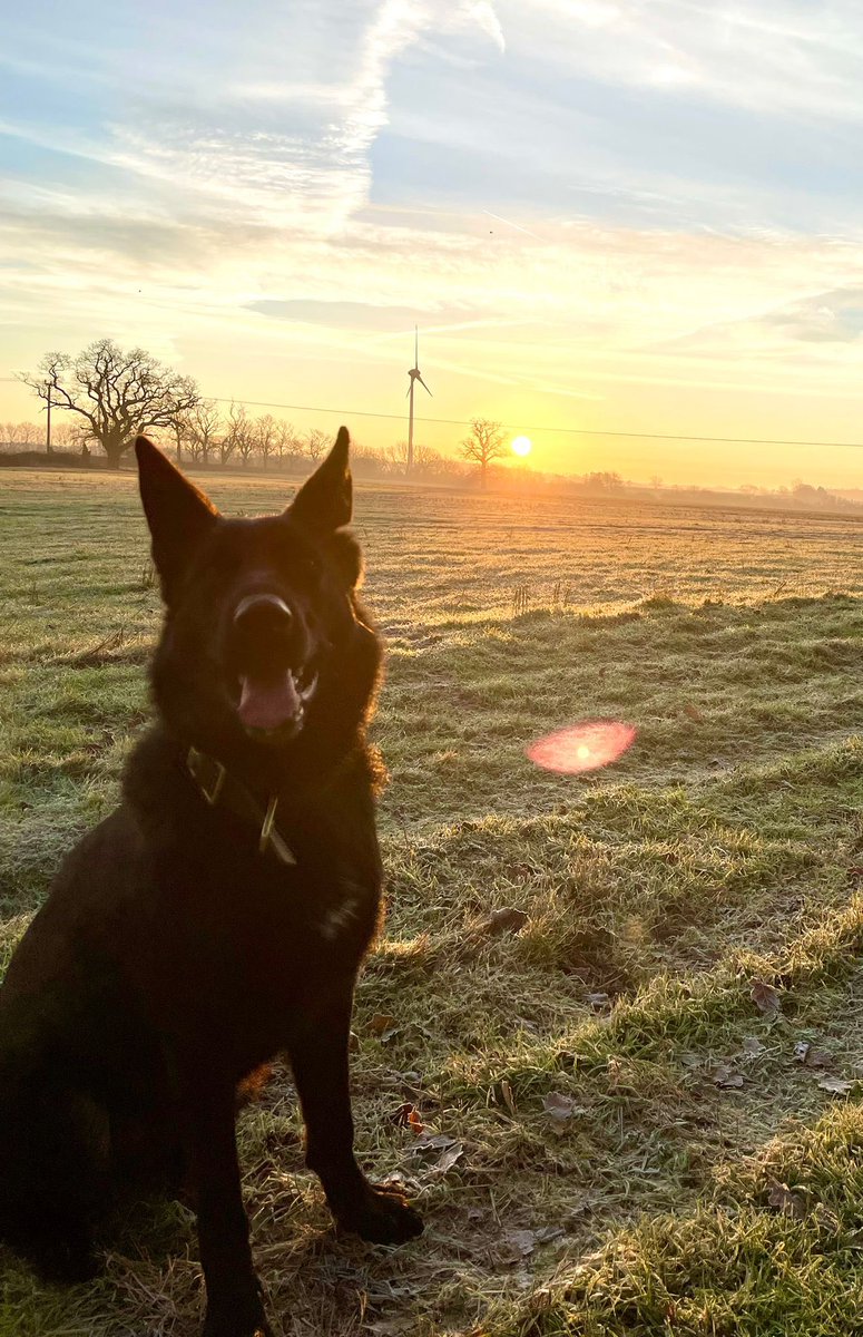 Northants Police Dog Section tweet media