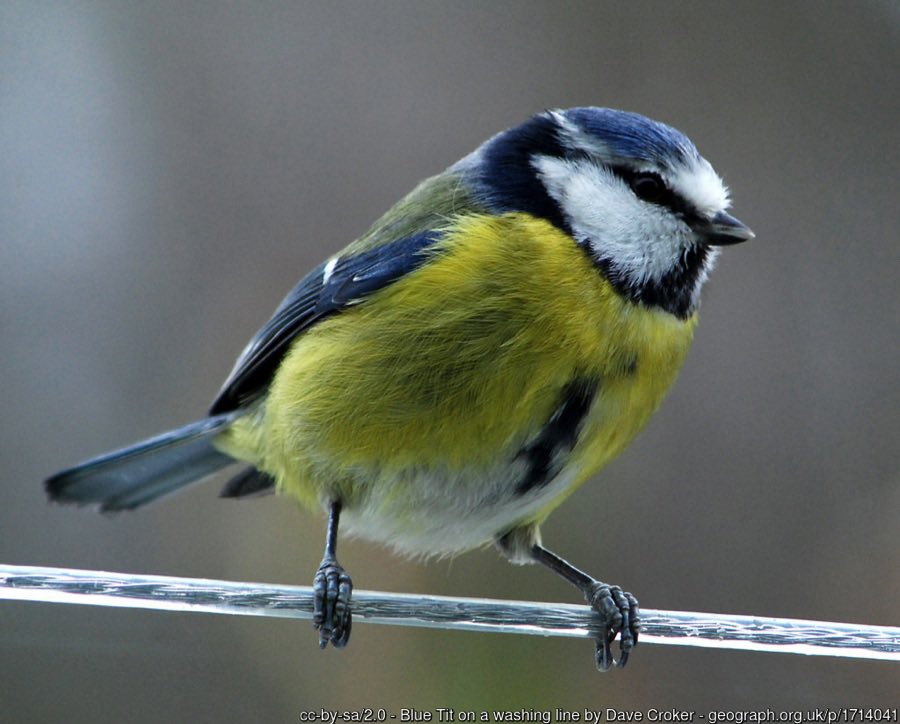 To attract more birds to your garden, increase insect populations by growing nectar-rich plants. Birds like blue tits eat pests like aphids - so having them around can help create a healthy ecosystem without using chemicals.
More ideas: bit.ly/3JnB7vF
#BigGardenBirdWatch