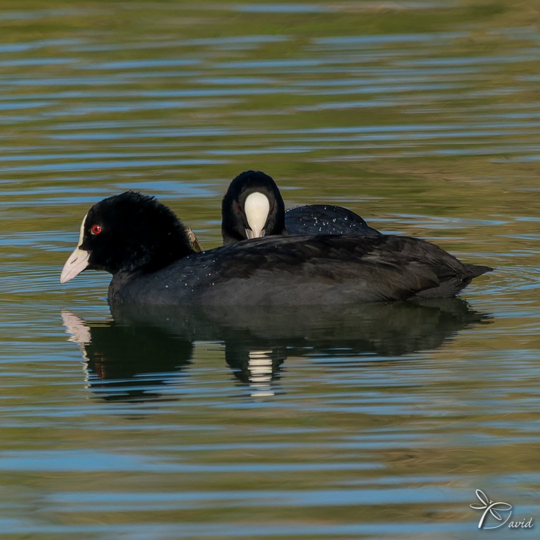 Garumnia's tweet photo. 𝘍𝘶𝘭𝘪𝘤𝘢 𝘢𝘵𝘳𝘢 (Linnaeus, 1758)
Ftoja vulgar (català)
Focha común (castellano)
Eurasian coot (anglès)
🗓️ 14-10-2022
#fotja
#fochacomún
#eurasiancoot
#fulicaatra
#espaisnaturalsdeponent
#estanyivarsvilasana https://t.co/5mC7AcZEQH