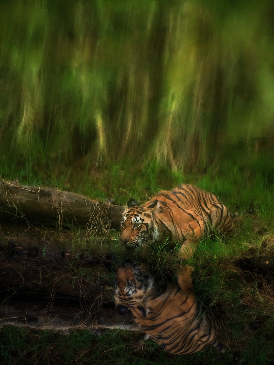 ja_guha's tweet photo. Tiger reflection
@NatGeoIndia
#YourLensMH #natgeoindia #natgeo #tadoba #tiger #indianwildlife https://t.co/sPBcMX0b8J