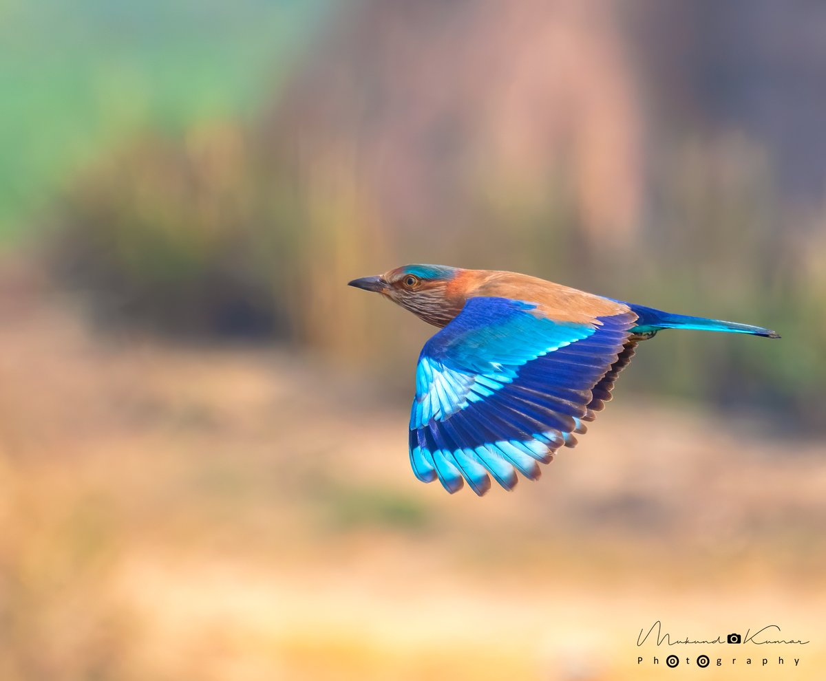 नीलकंठ 
Indian Roller
Dhanauri wetland
#IndiAves #photography #wildlifephotography  #wildlife #birdwatching #birdphotography #birdoftheday #birdinflight #natgeoindia  #birdsinindia #BBCWildlifePOTD
