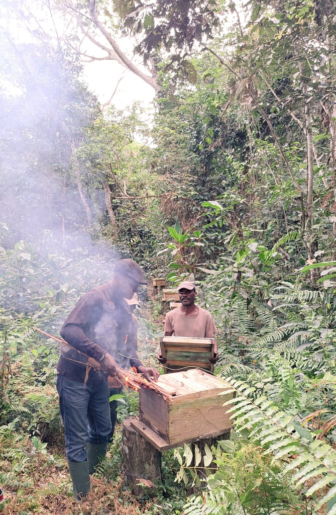 bussiere_brice's tweet photo. @OnuGabon is resolutely committed to leave no one behind #LNOB !
@FAOAfriqueCent strengthens the resilience of hard to reach rural populations of #Dimoussa 🇬🇦 with much welcomed beekeeping new technics !
#zerofaim https://t.co/GehmU4DG26