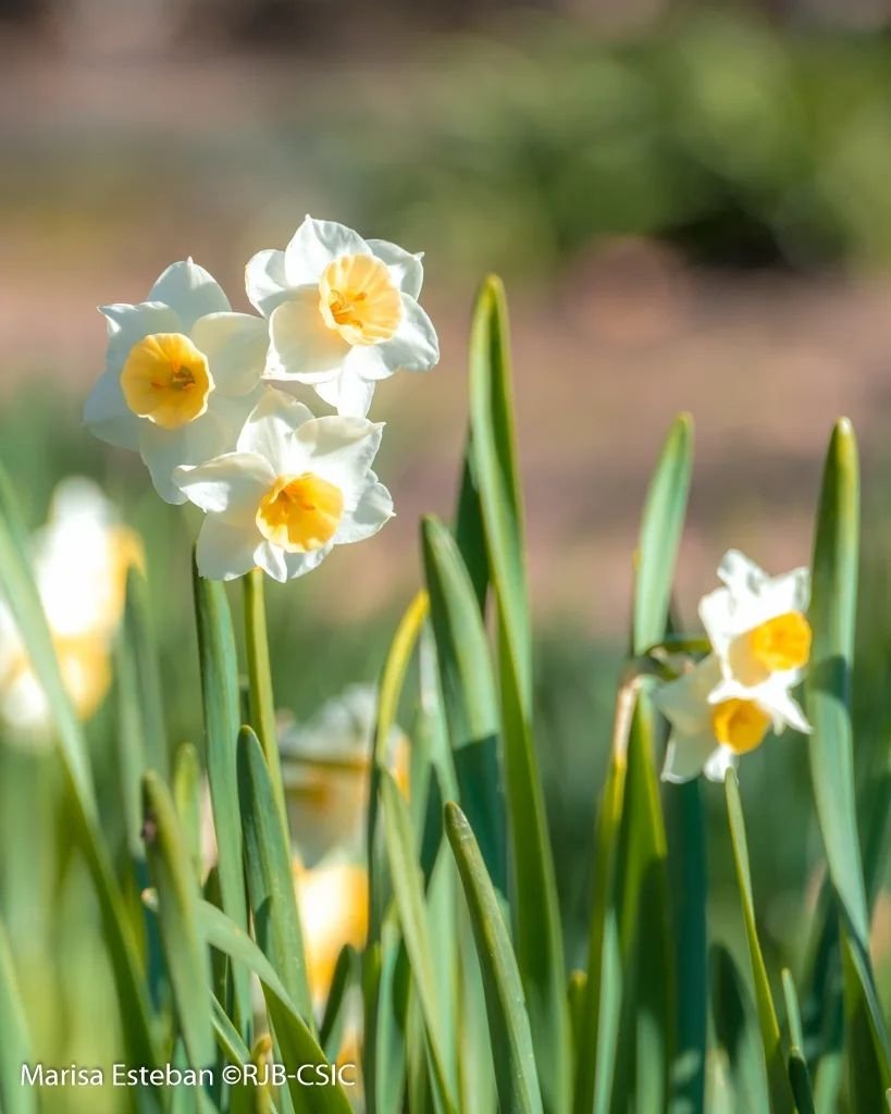 Narcissus tazetta es una de las delicadas alegrías que proporciona el invierno a nuestro jardín. Sus inflorescencias, de abundantes florecitas de pétalos blancos y corona amarilla en forma de tacita ('tazetta'), son inconfundibles .