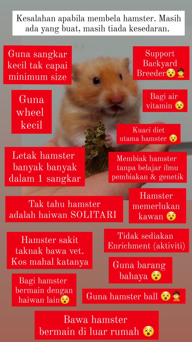 Zukurinkachi's tweet photo. Kesalahan apabila membela hamster. Masih ada yang buat. Masih tiada kesedaran. https://t.co/Ub27lDG4BG