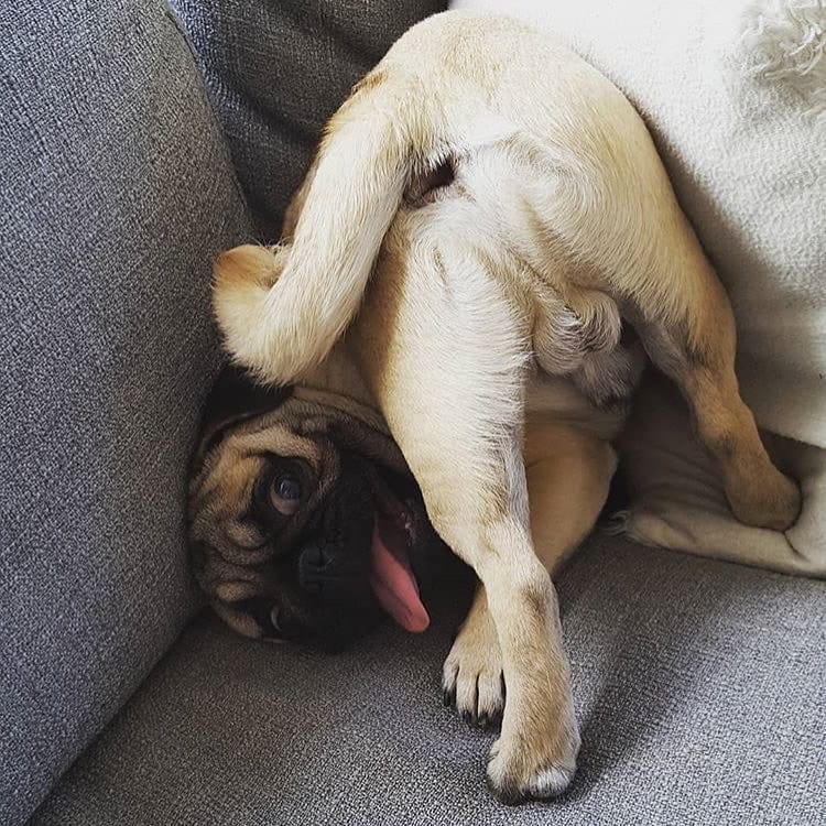 pug_l_o_v_e_r's tweet photo. Show off my 🍑🍑🍑😄
#pug #dogsoftwitter #puglover #pug https://t.co/qOWLF0FkZP