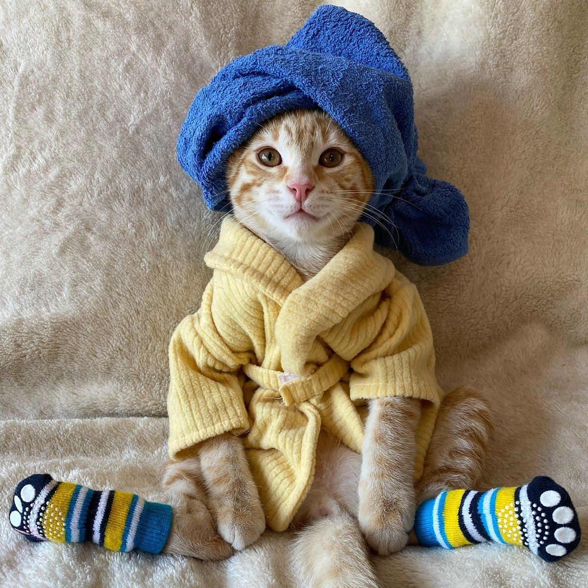 funnycatsreact1's tweet photo. SO Sweet, but in reality, cats HATE to be dressed, they feel ashamed!❤😍🤣❤🤣
From:IG@my_furry_babies:
#cats #cat #catlovers #CatsOfTwitter https://t.co/4FDghr6Ih5
