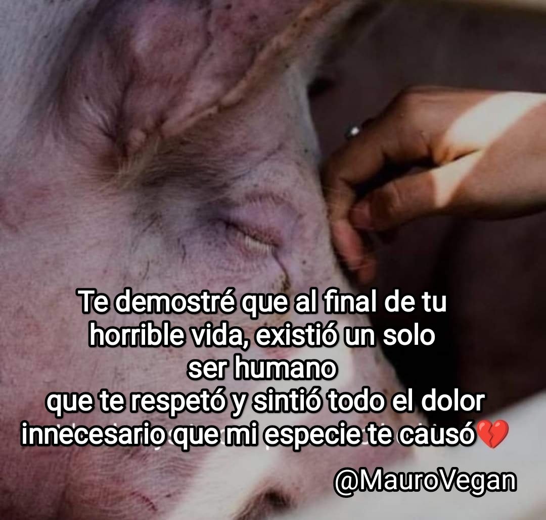 Lo único que necesitamos de los animales, es su perdón.
#veganismo 🌱