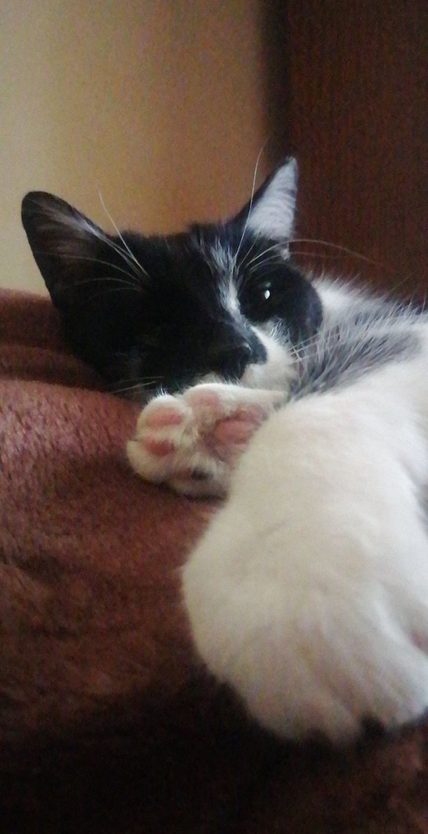 ghosty_dude's tweet photo. @literallymecats https://t.co/ICp3VtJCHz