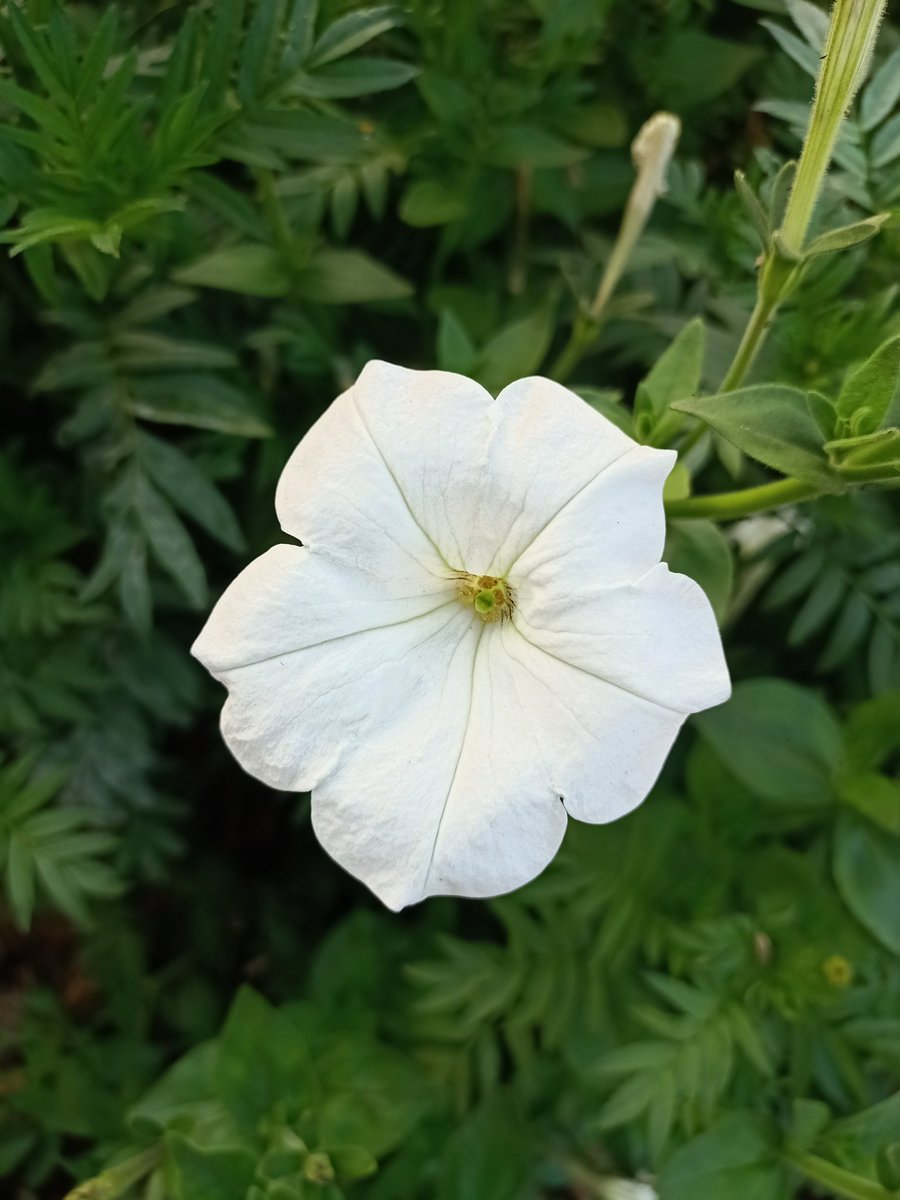 SimranKotwal4's tweet photo. Different shades of Petunia
@PhDVoice @PhD_Genie 
#Botanist #PhD https://t.co/QyTlXVxk22