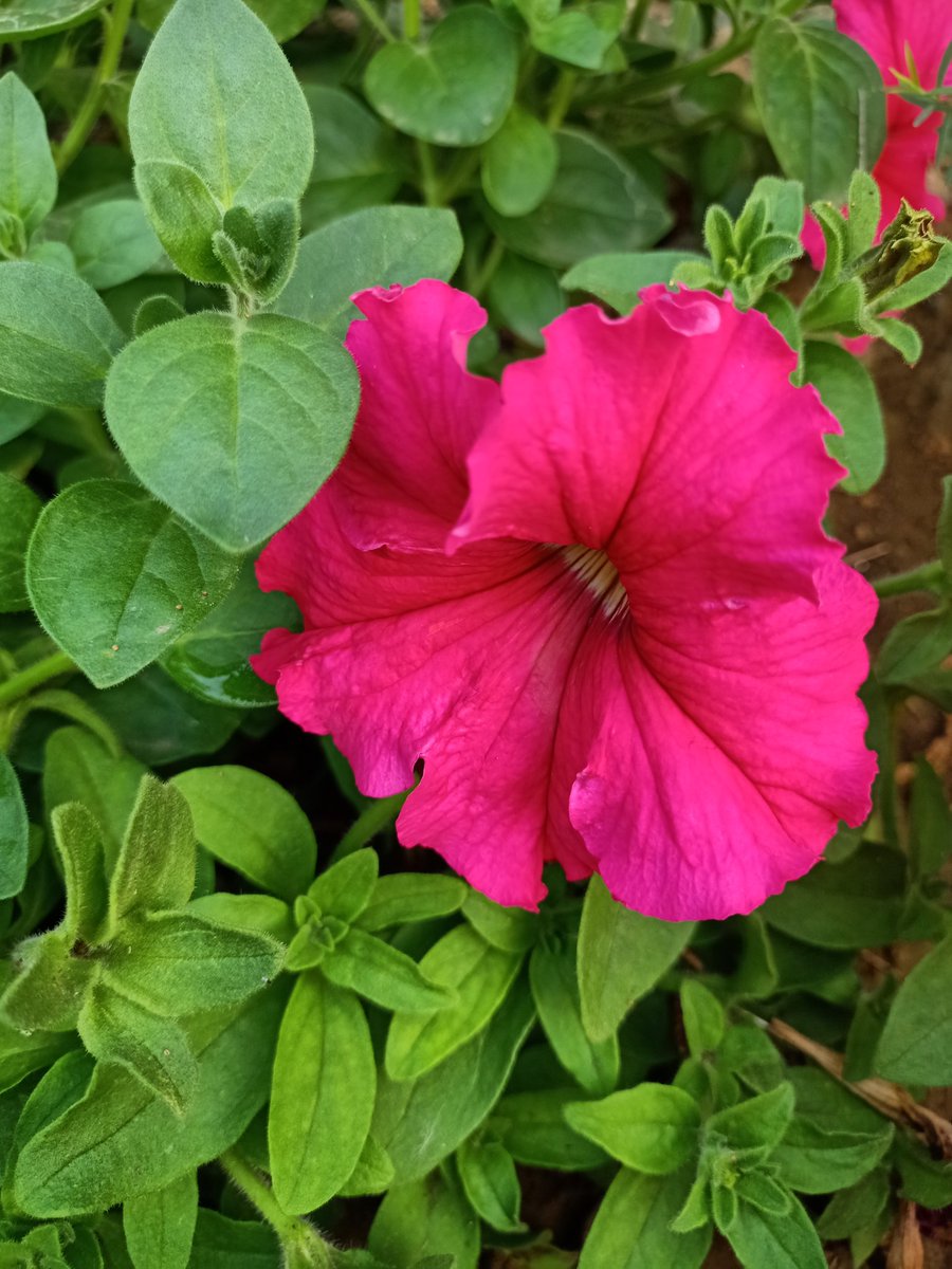 SimranKotwal4's tweet photo. Different shades of Petunia
@PhDVoice @PhD_Genie 
#Botanist #PhD https://t.co/QyTlXVxk22