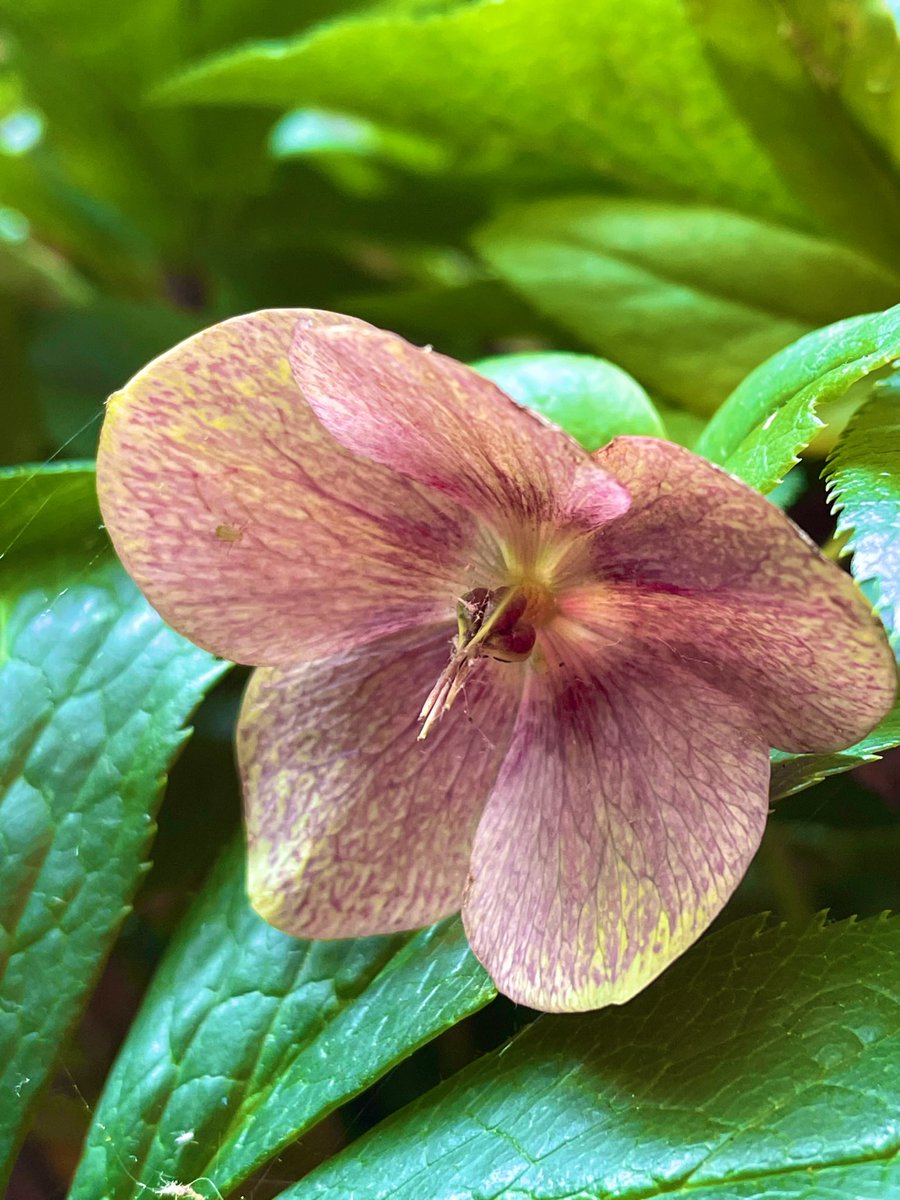Has anyone got helbores flowering yet? Cause mine aren’t and they were this time last year! #flowers #garden #Gardeners