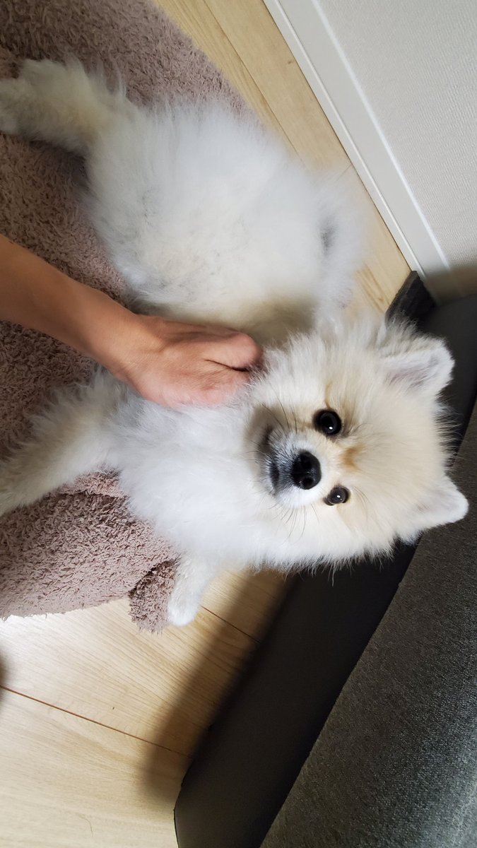 ポメラニアンのぽんき (@ponki_77) / Posts / X