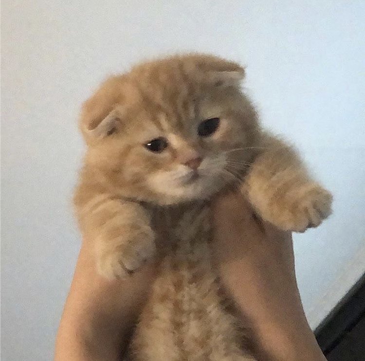 txt as cats ! tweet media