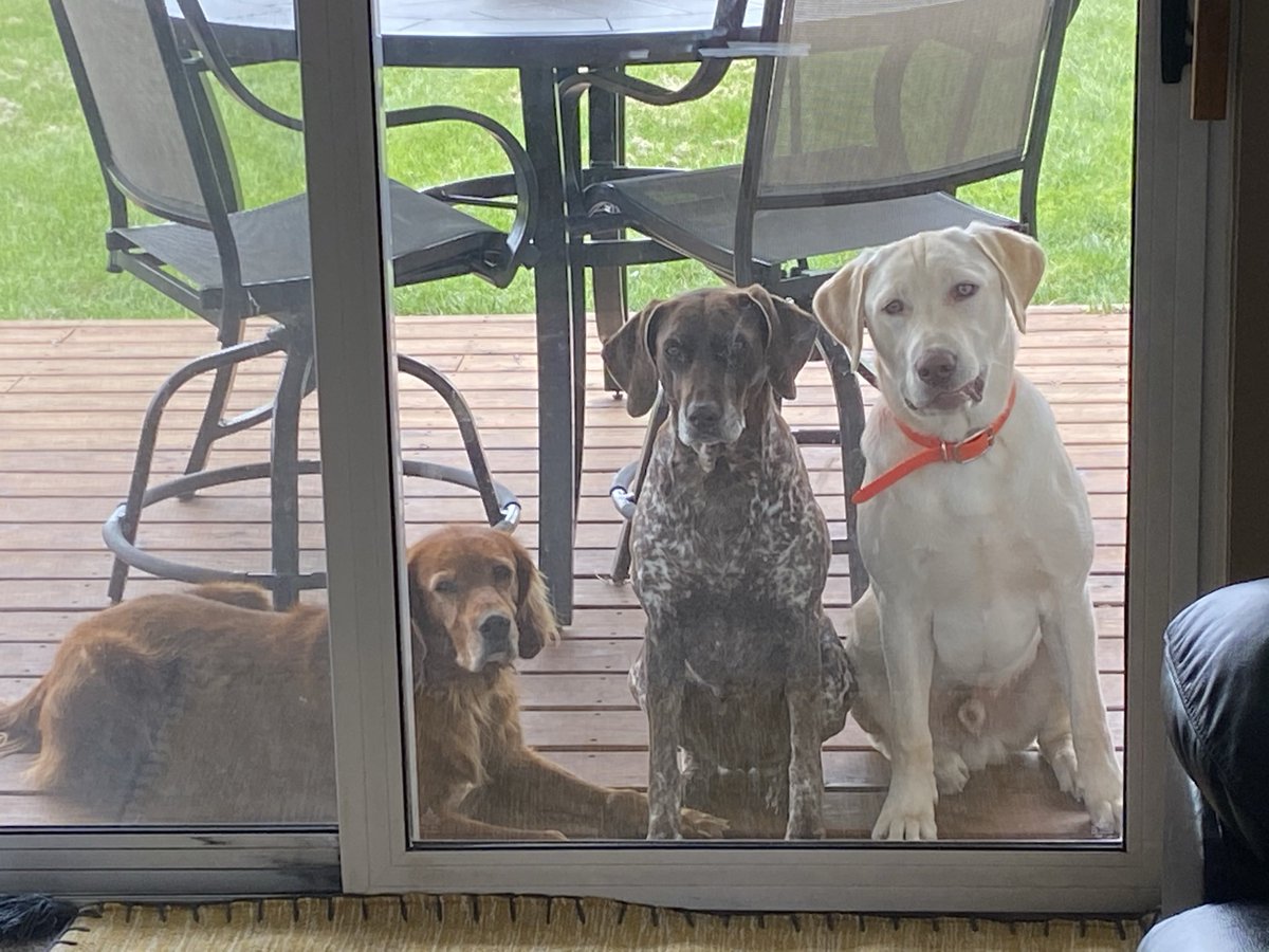FrahmSwag's tweet photo. @Shirleyann27 @KS_NE_1013 @Love4PoliceDogs Happy birthday from the three amigos. https://t.co/RzyCeaX6CR