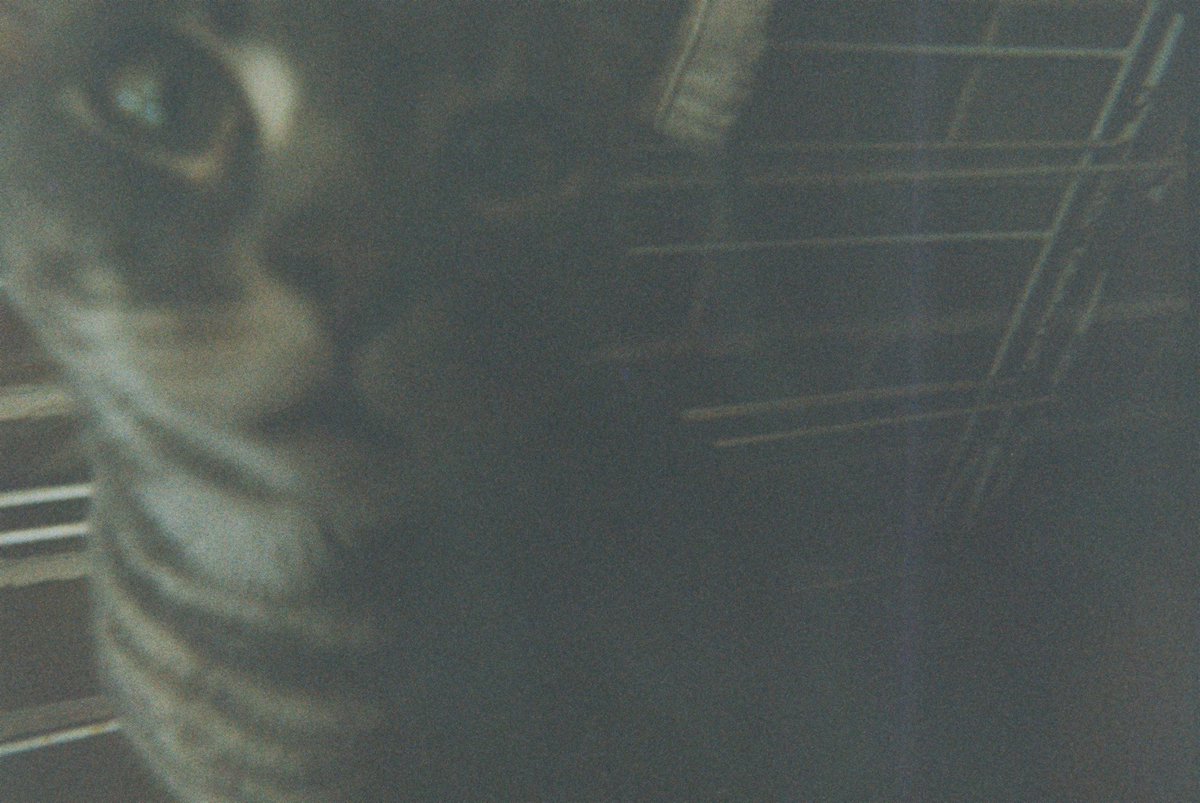 pilotputi's tweet photo. my alien cats on film https://t.co/wtwdZtPrZ6