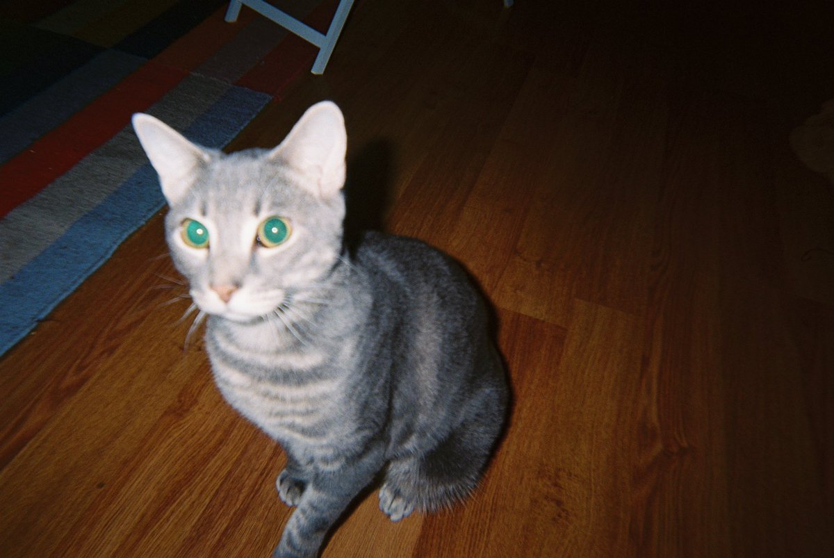 pilotputi's tweet photo. my alien cats on film https://t.co/wtwdZtPrZ6