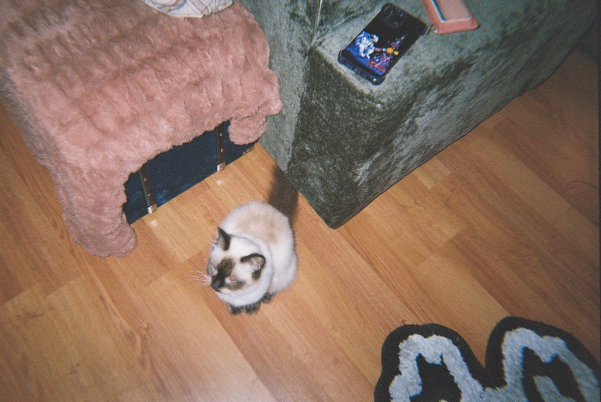 pilotputi's tweet photo. my alien cats on film https://t.co/wtwdZtPrZ6