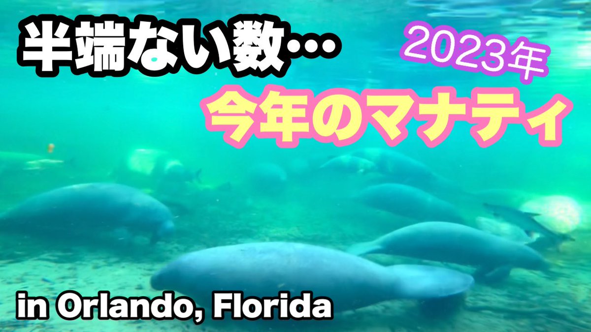 【アメリカフロリダ】集まりすぎやしないかい、マナティさん　217
youtu.be/wZkxm-0XqXI