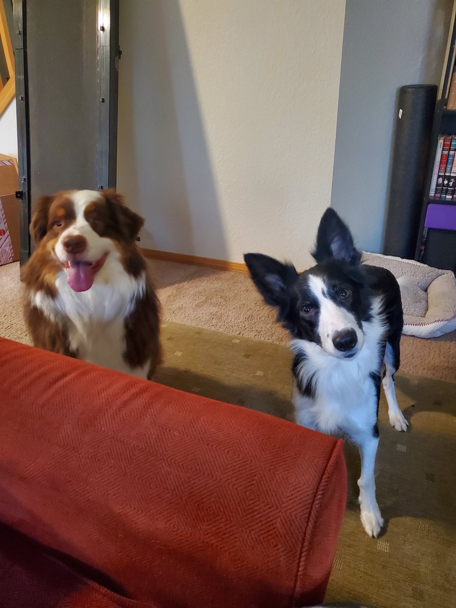 the electrician rat tweet media