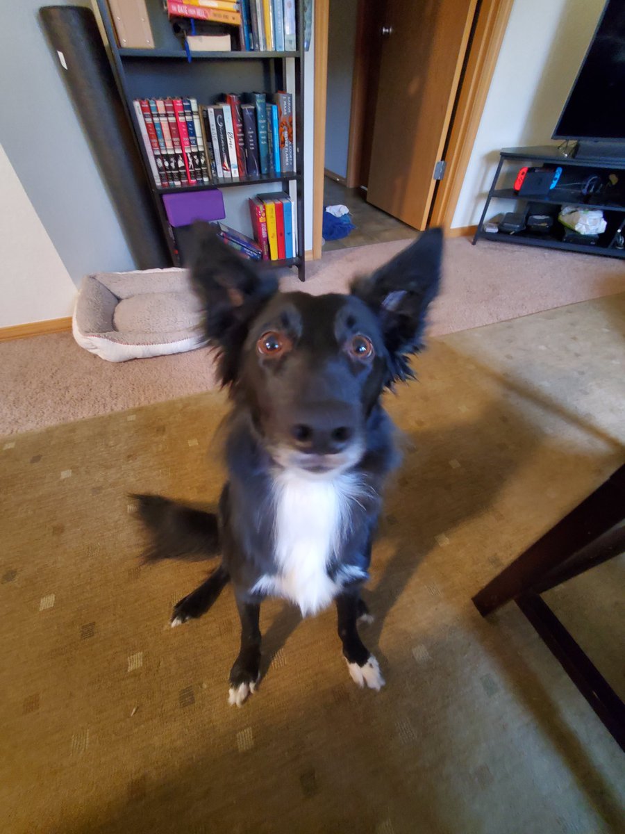 the electrician rat tweet media