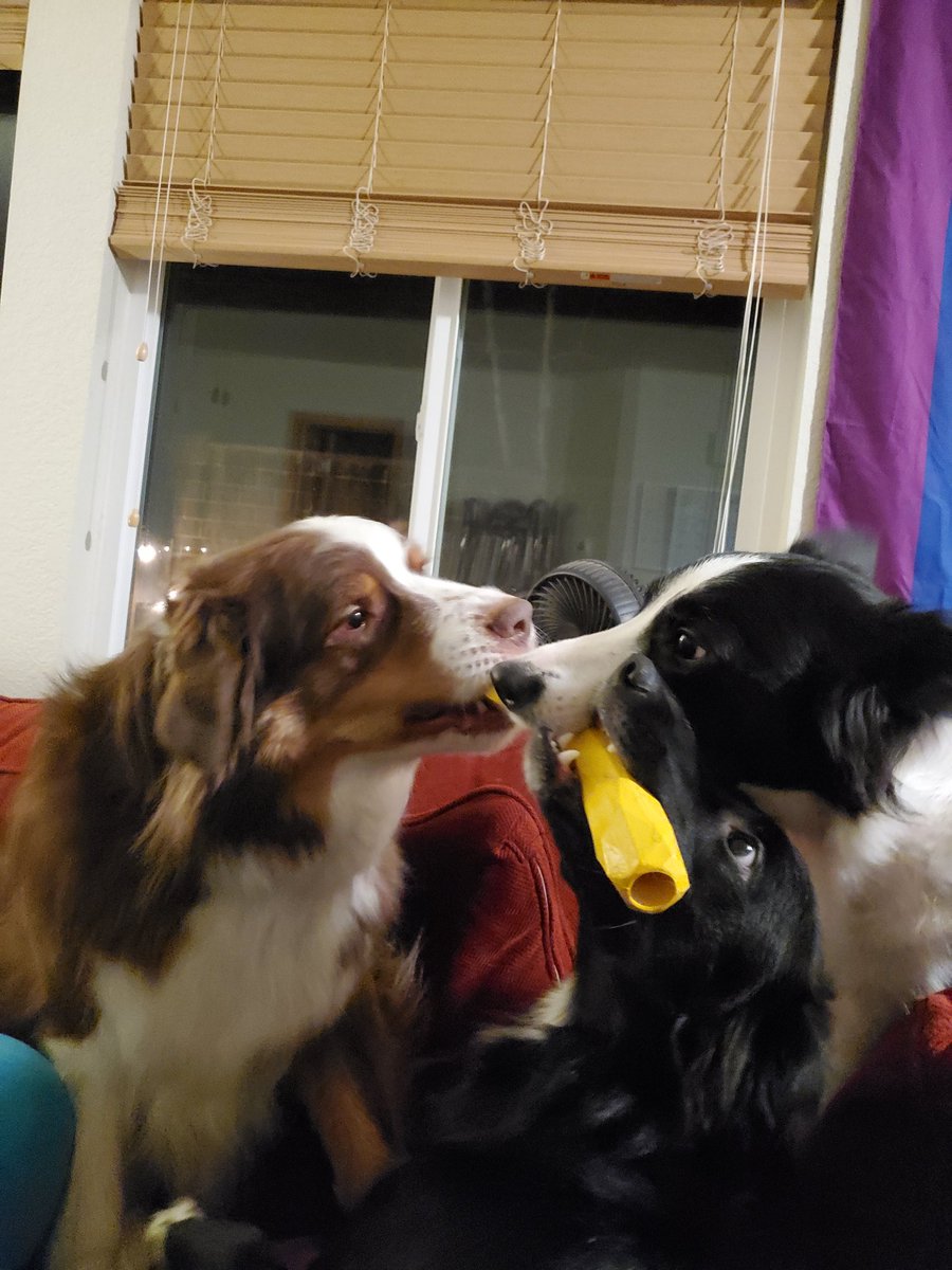 the electrician rat tweet media