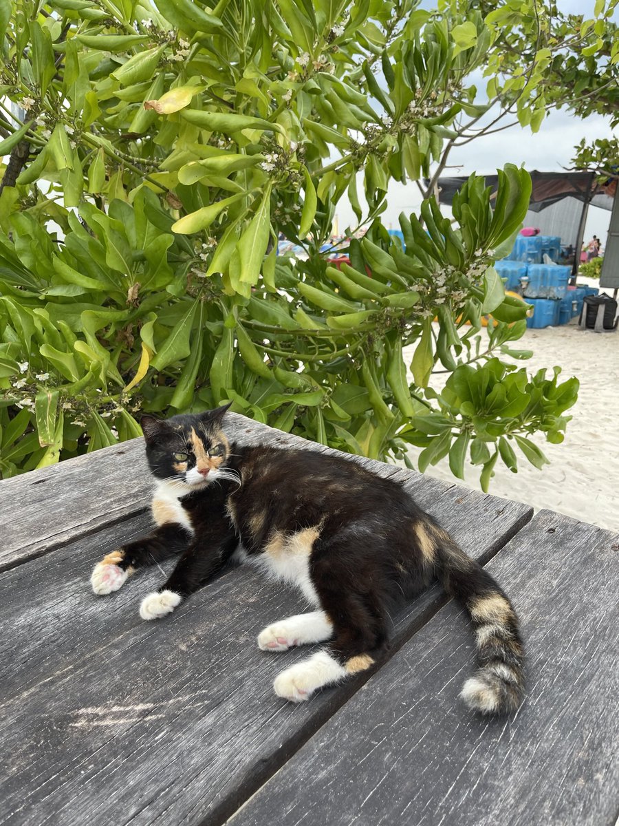 Felt my <a href="/BossCatRC/">Boss Cat Rocket Club</a> fam with me yesterday on Egg Island (Koh Khai). The island known for not the beach, but the cats! 🐈🐈‍⬛

<a href="/IllumincatiBCRC/">ILLUMINCATI</a> @NFTDude4Life <a href="/the__clutchness/">🜲 clutchness</a> <a href="/boogish280/">Boogish🐈🚀</a> <a href="/sgtbosscat/">Sergeant</a>