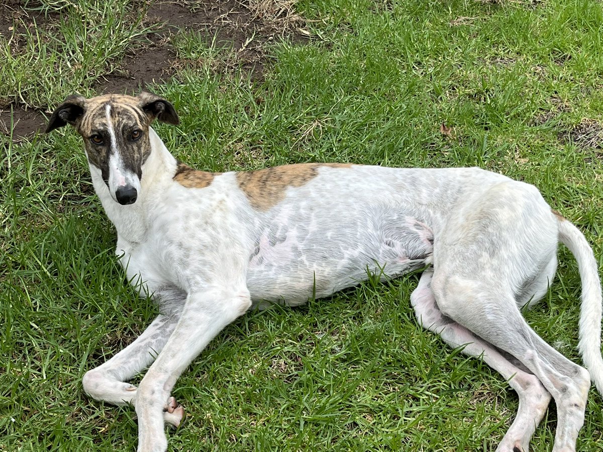 48shadesofgray's tweet image. Long walk = &amp;amp; a well deserved rest. 
Plus a treat of coarse.

Loves himself a walk. Such a sensible boy.

Had a lot of dogs in my life but none like this legend. Would follow me to the end of the world. 

#loyalty #bestmate #Greyhounds #dogsoftwitter @mgranig