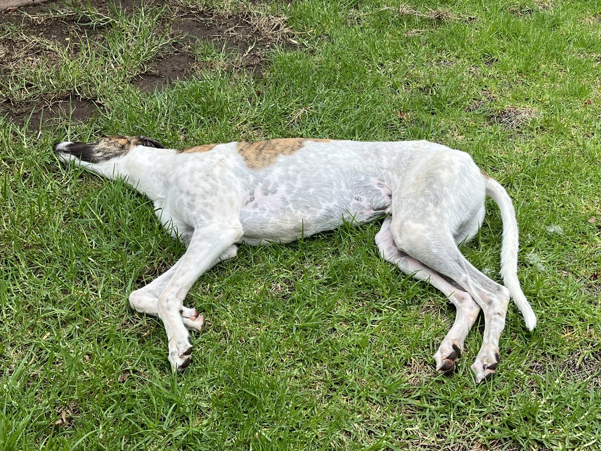 48shadesofgray's tweet image. Long walk = &amp;amp; a well deserved rest. 
Plus a treat of coarse.

Loves himself a walk. Such a sensible boy.

Had a lot of dogs in my life but none like this legend. Would follow me to the end of the world. 

#loyalty #bestmate #Greyhounds #dogsoftwitter @mgranig