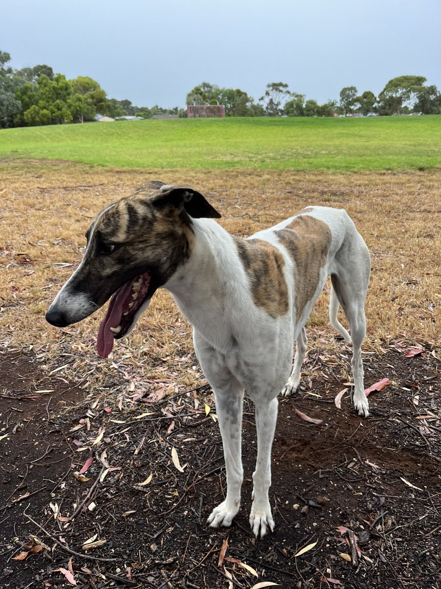 48shadesofgray's tweet image. Long walk = &amp;amp; a well deserved rest. 
Plus a treat of coarse.

Loves himself a walk. Such a sensible boy.

Had a lot of dogs in my life but none like this legend. Would follow me to the end of the world. 

#loyalty #bestmate #Greyhounds #dogsoftwitter @mgranig