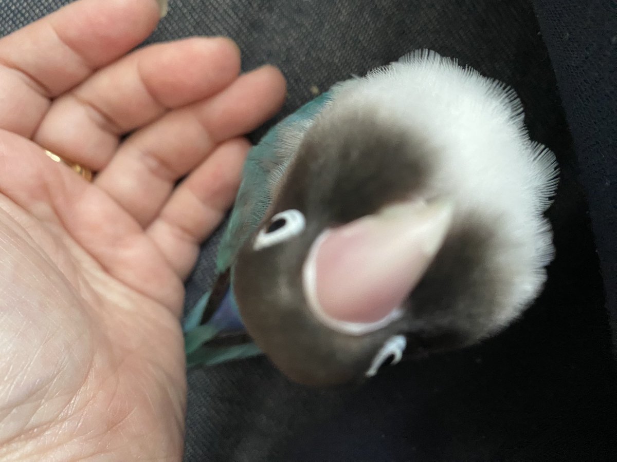 ポンちゃんの可愛いお顔が撮れました💓💓💓