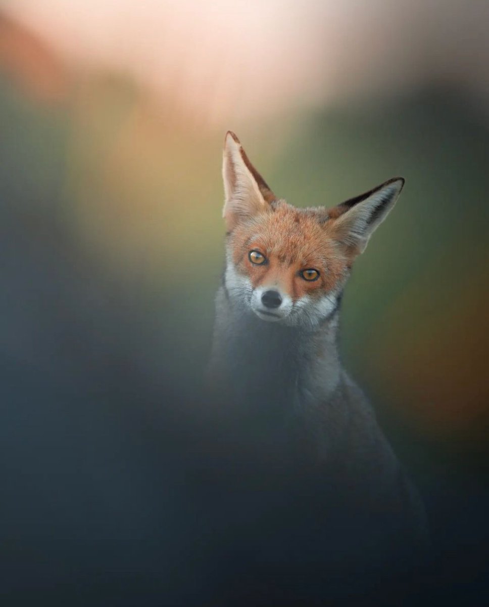 ChrisGPackham's tweet photo. The ears on @ananodeh_photography 's #FoxOfTheDay ! Excellent ! https://t.co/3yxUqZQNaT