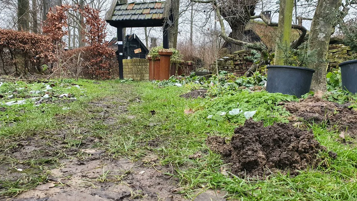 DuylsBos's tweet photo. Na de winterse dagen komt er naast de bollen nog iets uit de grond... molshopen 👀 in het Bos tientallen! 
#molshoop #mollen #nadevorst #goedegrond #kijknou #indetuin https://t.co/7UlTkYW9xd