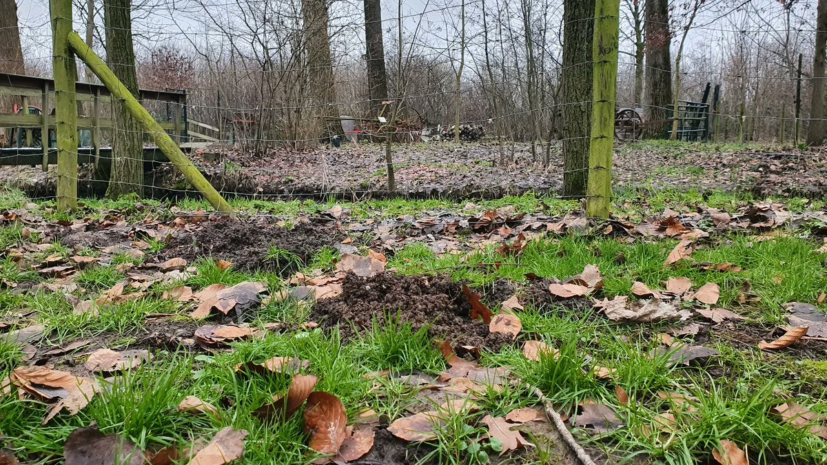 DuylsBos's tweet photo. Na de winterse dagen komt er naast de bollen nog iets uit de grond... molshopen 👀 in het Bos tientallen! 
#molshoop #mollen #nadevorst #goedegrond #kijknou #indetuin https://t.co/7UlTkYW9xd