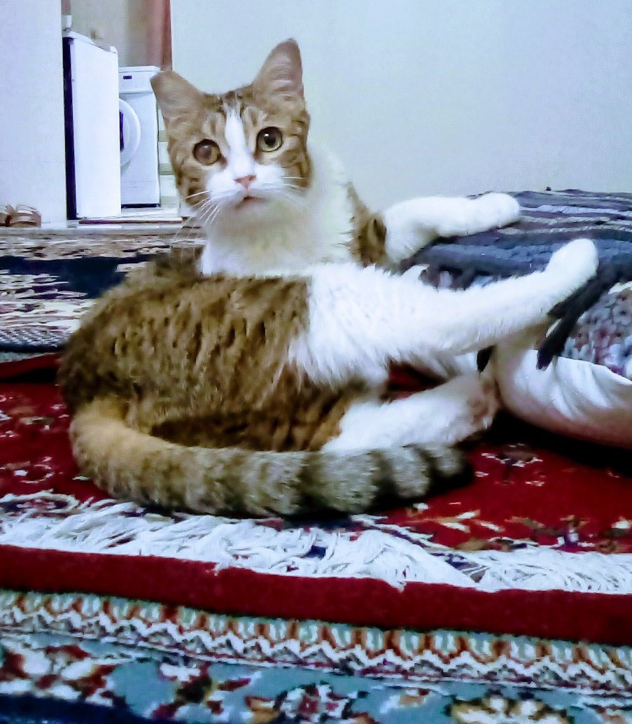 Ellcato's tweet photo. نژادِ داغون خونه ما😍چشم و چراغ خونه مونه این خانوم.
کاش منقرض شید به خدا که به چنین موجوداتی میگین داغون..داغون اون مغز نداشته تونه.
#مهسا_امینی 
#نژاد_نازنین
#انقلاب۱۴۰۱ https://t.co/XVN43QEmxr