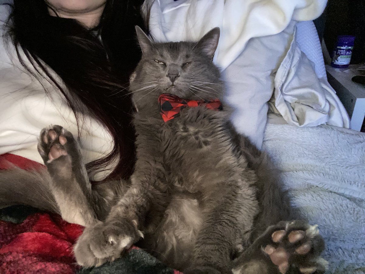 Ash is the most relaxed kitty #CatsOfTwitter #CatsOnTwitter #kittygirl #Cat #relaxation