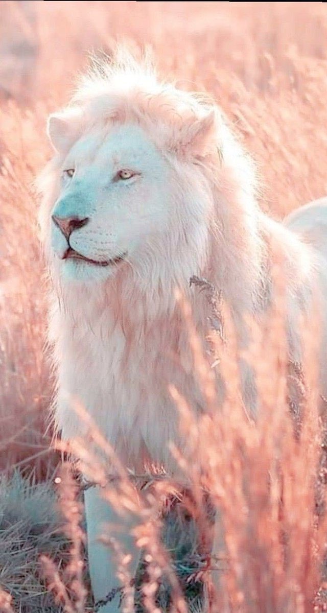 IamMzilikazi's tweet photo. “Until lions have their own historians, the stories of the hunt will always glorify the hunter.” ~ African Proverb #WakeUpEverybody ✊🏿 https://t.co/CKYHlm9A91