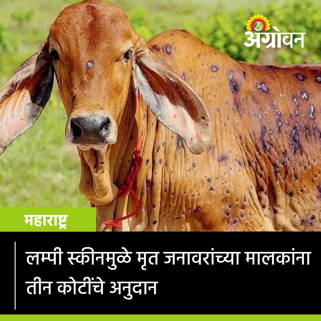 AGROWON's tweet image. लम्पी स्कीनमुळे मृत पावलेल्या जनावरांच्या मालकांना भरपाईपोटी अनुदान देण्यासाठी सोलापूर जिल्ह्याला तीन कोटींचा निधी मंजूर झाला आहे. 

सविस्तर वाचा agrowon.com/animal-care/an…

#LumpySkin #LumpySkinCompensation #Cow #Agrowon