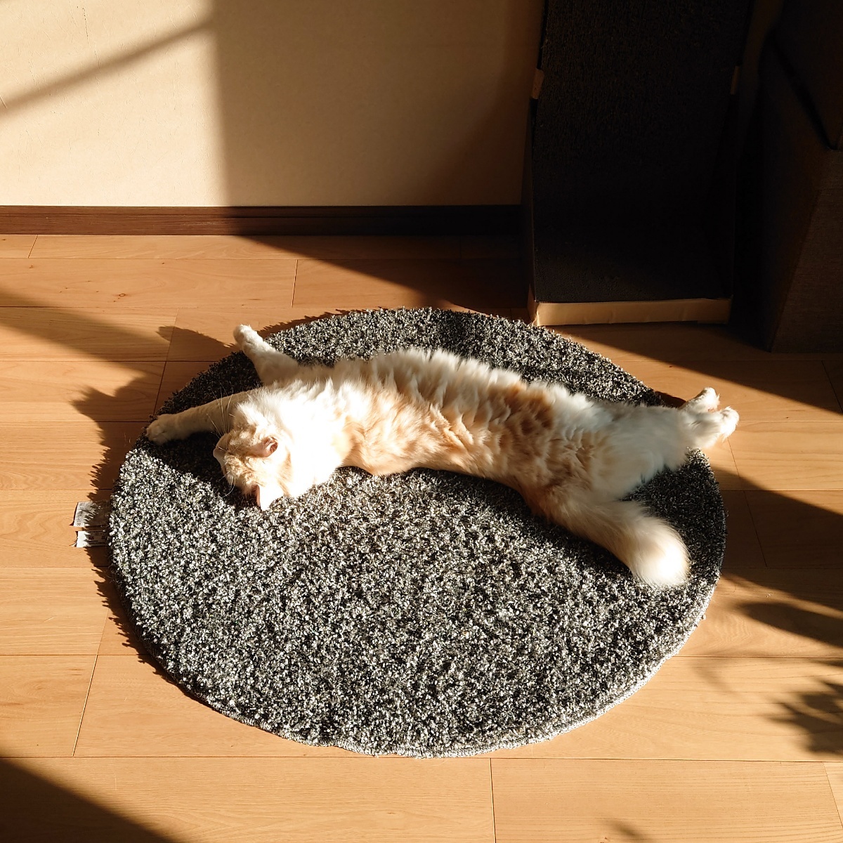 日向ぼっこ気持ちよさそう