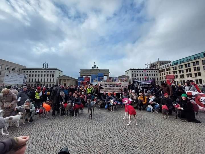 plataforma_NAC's tweet image. [MANIFESTACIONES INTERNACIONALES]

🇩🇪 BERLIN FUE SU VOZ.
SALIÓ A LAS CALLES CON UNA ALTISIMA ASISTENCIA POR NUESTROS PERROS DE CAZA.
Danke schön🙏

▪️BERLIN-ALEMANIA
Berlín BrandeburgerTor
🗓️ Sábado 28 de enero de 2023.
🕐 13:00 h
🤜 Evento: bit.ly/3UVYhv8
#NoAlaCaza5F