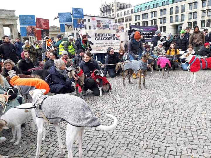 plataforma_NAC's tweet image. [MANIFESTACIONES INTERNACIONALES]

🇩🇪 BERLIN FUE SU VOZ.
SALIÓ A LAS CALLES CON UNA ALTISIMA ASISTENCIA POR NUESTROS PERROS DE CAZA.
Danke schön🙏

▪️BERLIN-ALEMANIA
Berlín BrandeburgerTor
🗓️ Sábado 28 de enero de 2023.
🕐 13:00 h
🤜 Evento: bit.ly/3UVYhv8
#NoAlaCaza5F