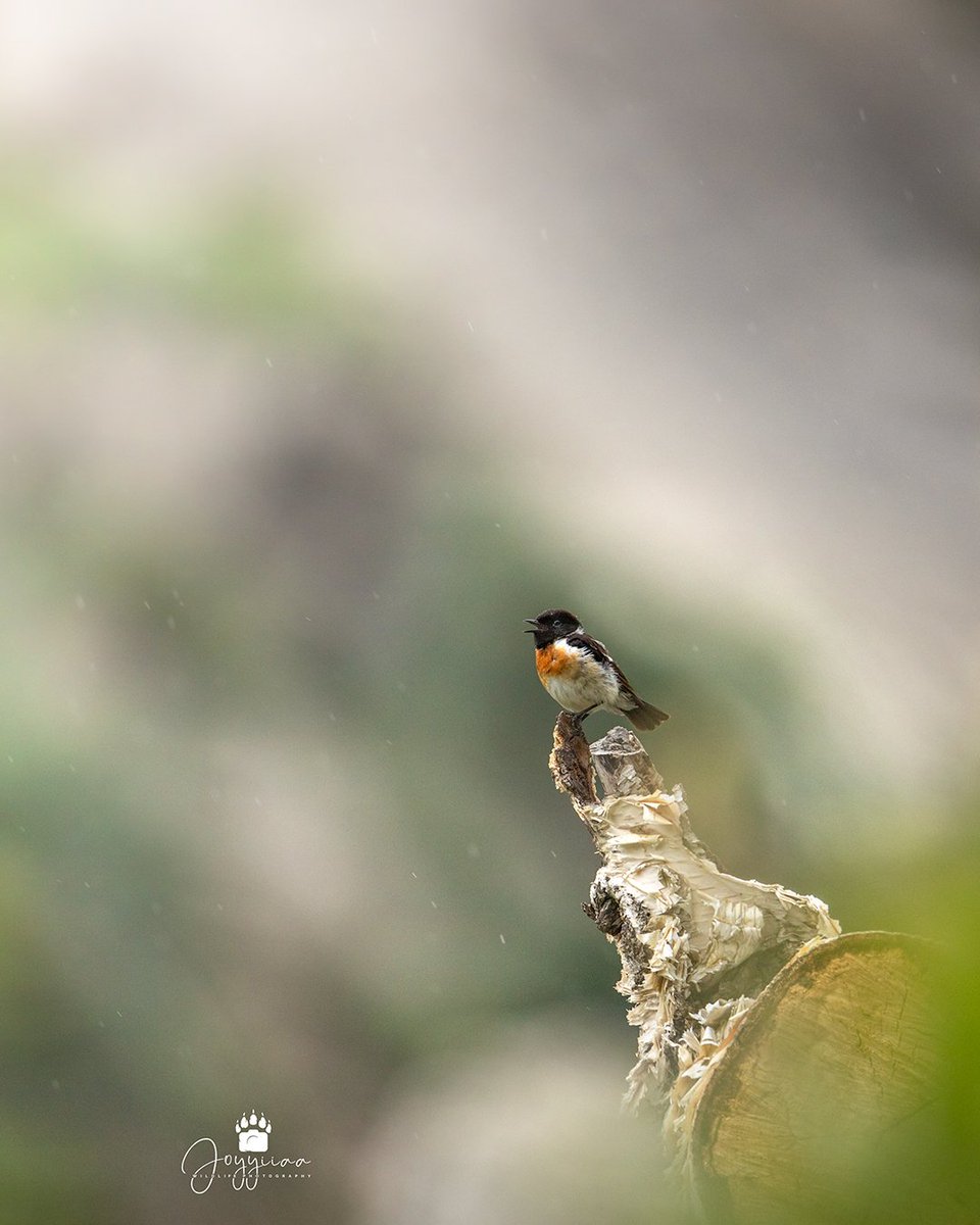 joyyiiaa's tweet photo. "Siberian Stonechat" from Kalam Valley, Pakistan.

#wildlife #birdphotography #BirdsOfTwitter #BirdsSeenIn2023 #birdsinfog #youpeoplenetflix #WildlifeSOS https://t.co/ulpFw579KZ