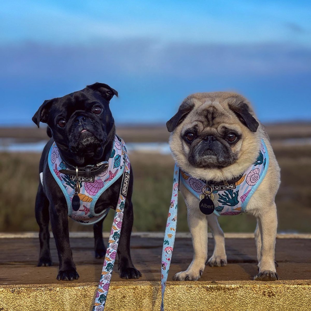 AlbertThePug's tweet photo. Love you to the beach and back 💙 #beachvibes #vitaminsea #beachday  

Happy weekend friends 😎 we had the best day out yesterday on the beautiful north norfolk coast with lunch @WhiteHorseBranc where we had yummy biscuits 😋 then a walk on beautiful Brancaster beach 🌊🐾 https://t.co/wrQkrqqTep