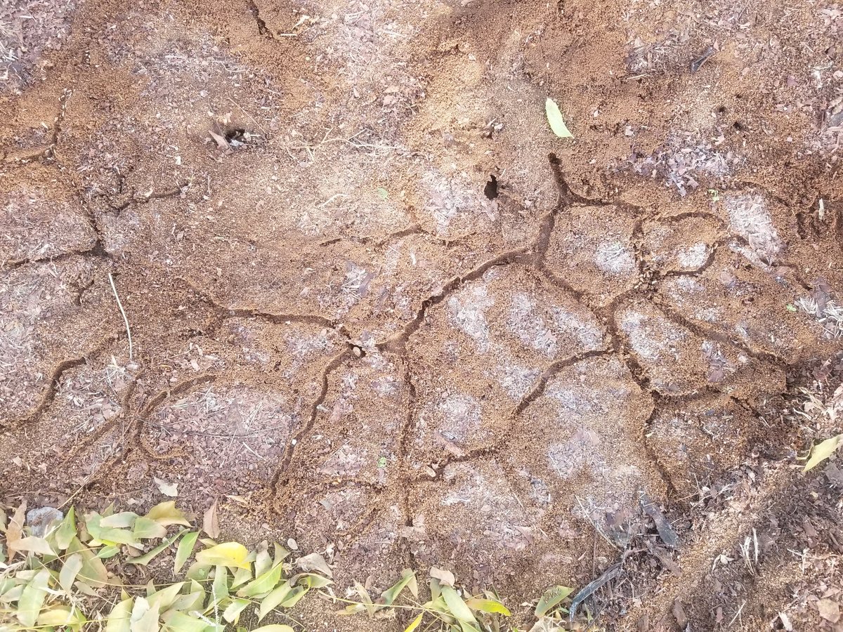 The underground tunnels under our tents as we packed up. Life teeming down under...
#insect #NaturePhotography