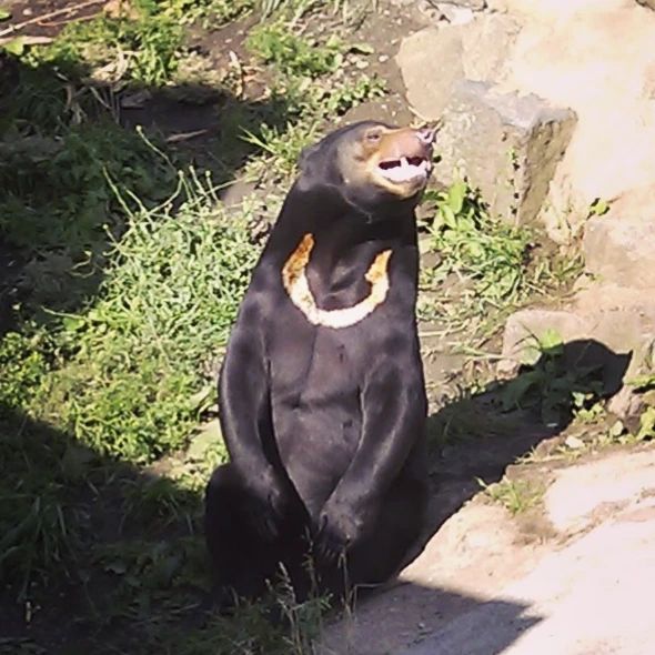 Sun Bears UK tweet media