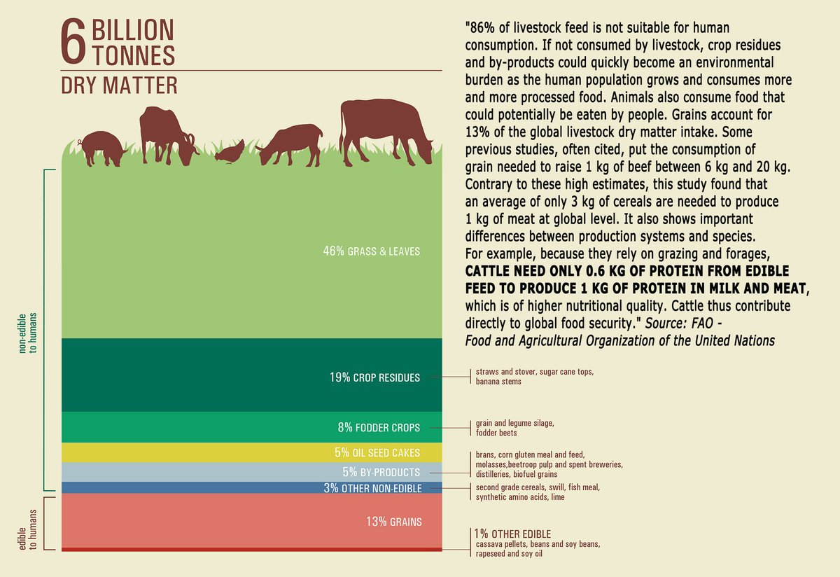 No, beef cattle are NOT eating food off of our plates. Beef cattle UPCYCLE largely inedible to human food (e.g. grasses) into edible to human very nutrient dense food high in EAA's (incl high quality EAA's), bioavailable minerals, fat soluble vitamins, B12 and other metabolites.